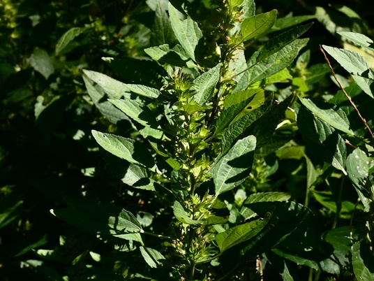 {Acalypha virginica}